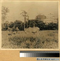 藏品(印尼荷蘭人殖民時代牛牧場(外景))的圖片